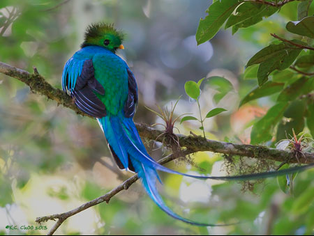 Resplendent Quetzal