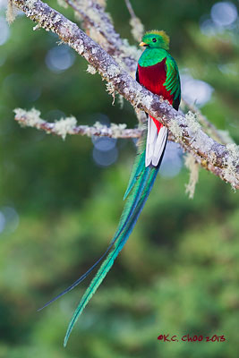Resplendent Quetzal