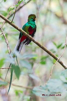 Resplendent Quetzal