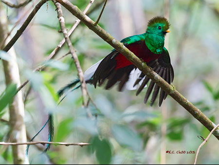Resplendent Quetzal
