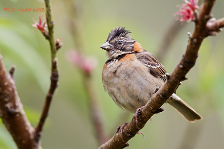 Rufous-collared Sparrow