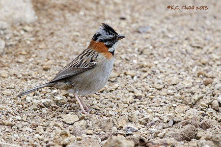Rufous-collared Sparrow