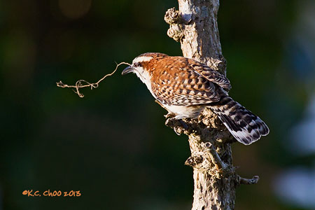 Rufous-naped Wren