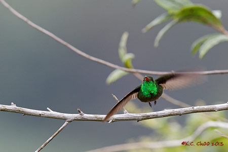 Rufous-tailed Hummingbird