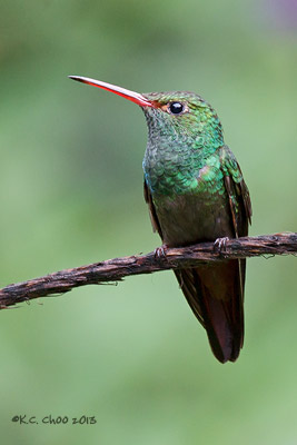 Rufous-tailed Hummingbird