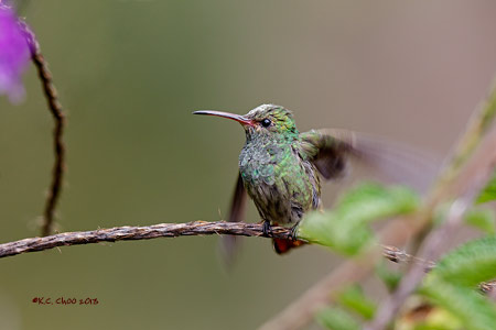 Rufous-tailed Hummingbird