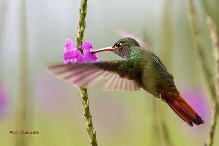 Rufous-tailed Hummingbird
