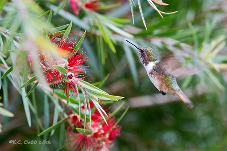 Scintillant Hummingbird