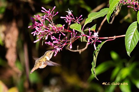 Scintillant Hummingbird