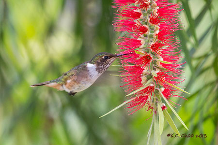 Scintillant Hummingbird
