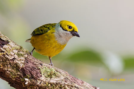 Silver-throated Tanager