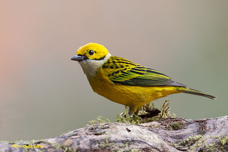 Silver-throated Tanager