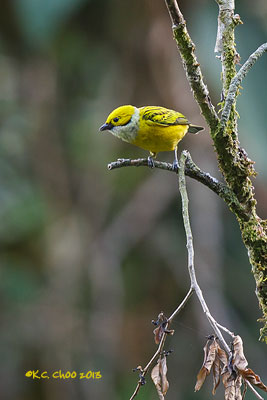 Silver-throated Tanager