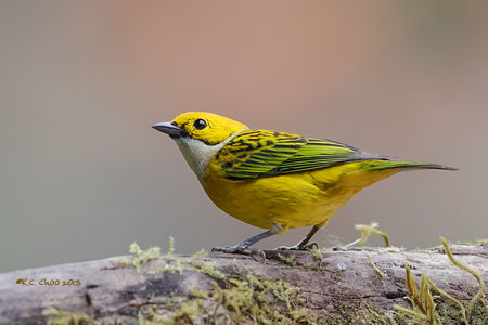 Silver-throated Tanager