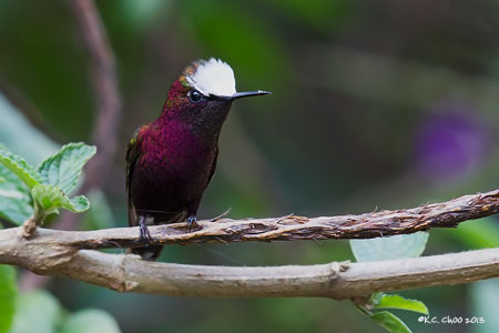 Snowcap