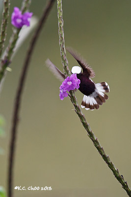 Snowcap