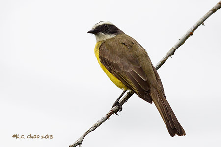 Social Flycatcher
