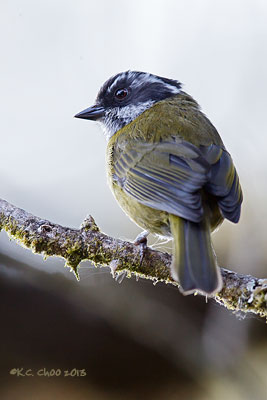 Sooty-capped Bush-tanager