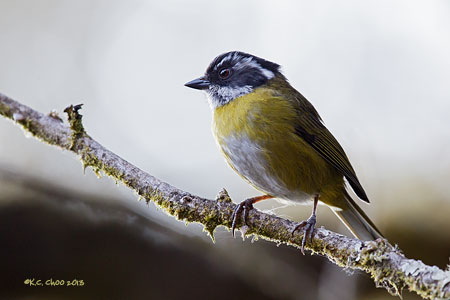 Sooty-capped Bush-tanager