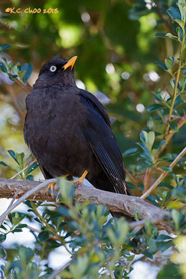 Sooty Robin