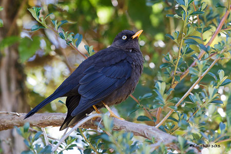 Sooty Robin