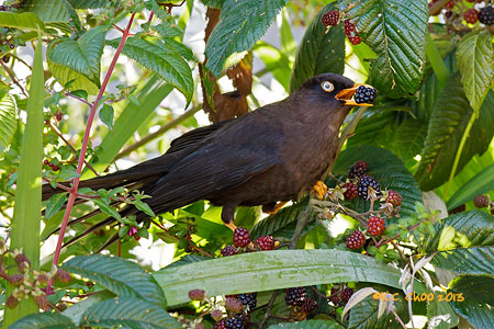 Sooty Robin