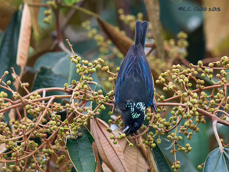 Spangled Cheek Tanager
