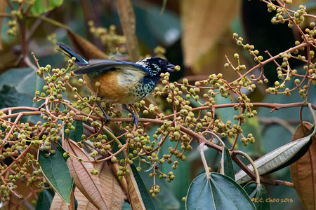 Spangled Cheek Tanager