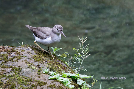 Spotted Sandpiper