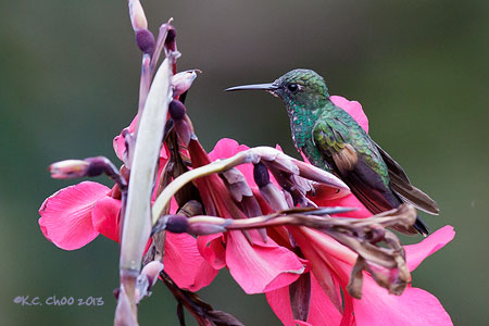 Stripe-tailed Hummingbird