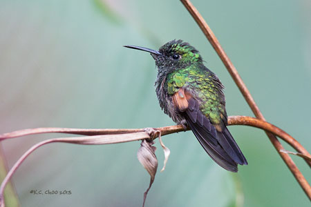 Stripe-tailed Hummingbird