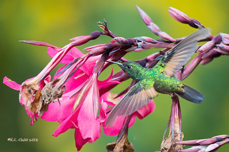 Stripe-tailed Hummingbird
