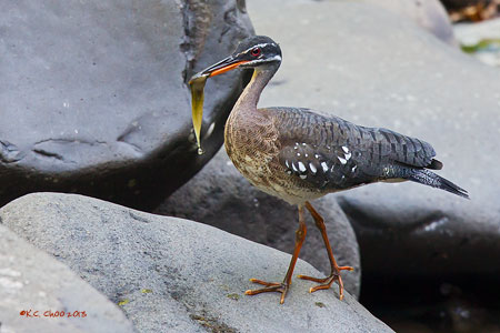 Sunbittern