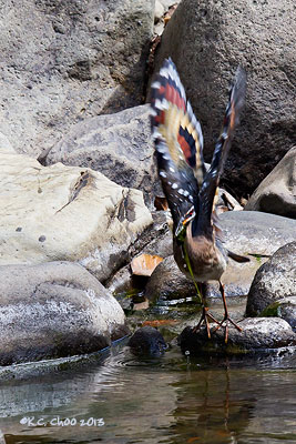 Sunbittern