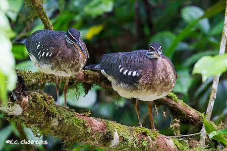 Sunbittern