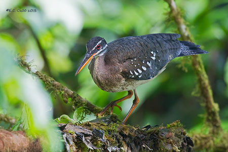 Sunbittern