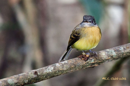 Tawny-chested Flycatcher