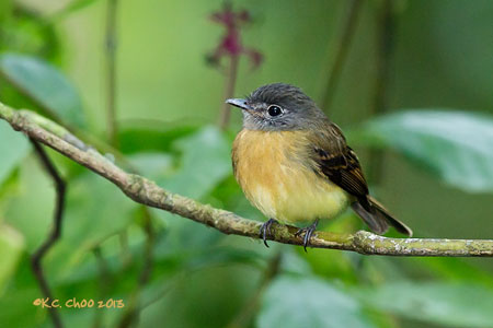 Tawny-chested Flycatcher