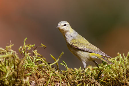 Tennessee Warbler