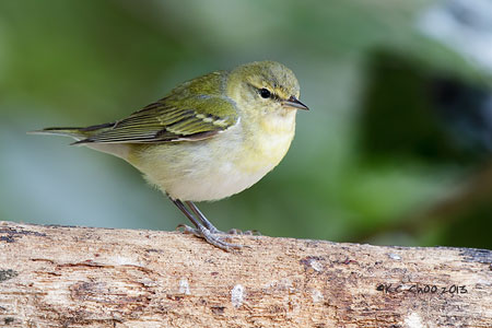 Tennessee Warbler