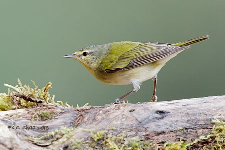 Tennessee Warbler