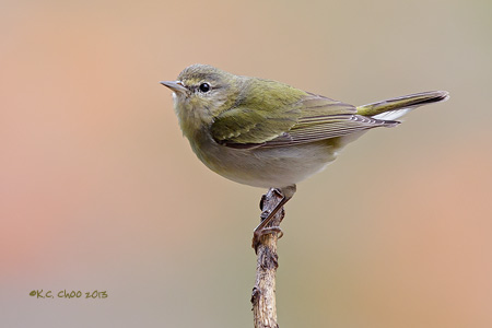Tennessee Warbler