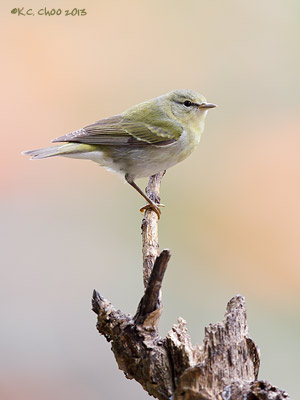 Tennessee Warbler