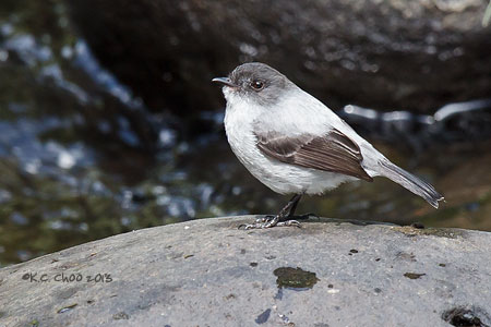 Torrent Tyrannulet