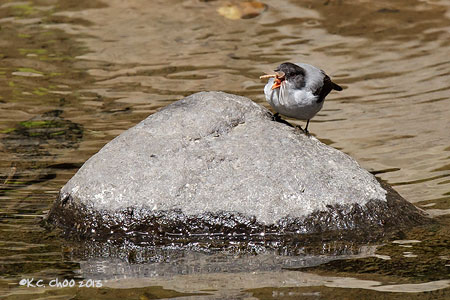 Torrent Tyrannulet