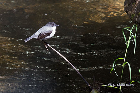 Torrent Tyrannulet