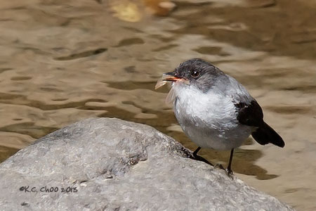 Torrent Tyrannulet