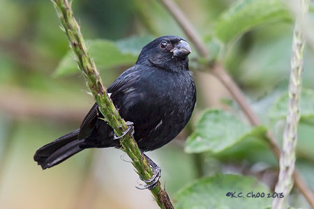 Variable Seedeater