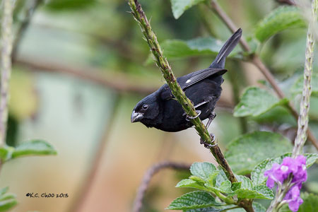 Variable Seedeater