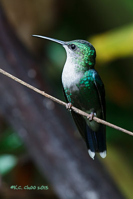 Violet-crowned Woodnymph